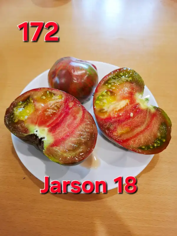 Tomaten: Jarson 18