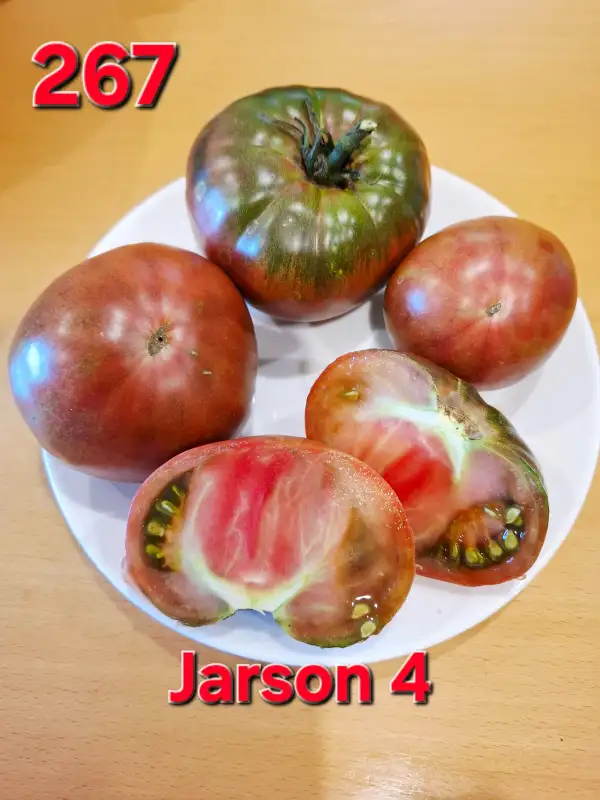 Tomaten: Jarson 4