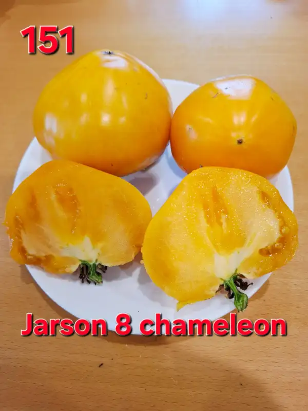 Tomaten: Jarson 8 chameleon