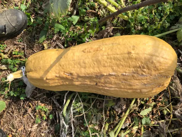 Kürbisse: Jaune de Bresse
