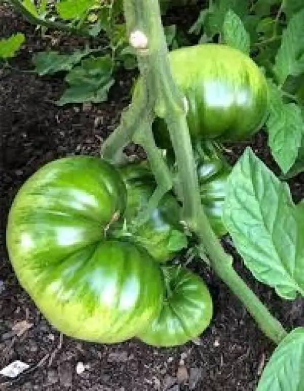 Tomaten: Jaune de lac de Bret