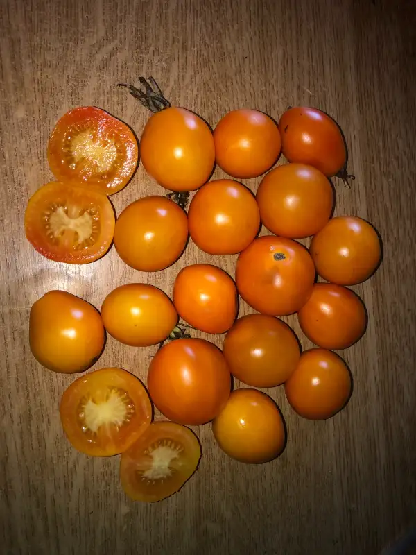 Tomaten: Jaune du Chardonne