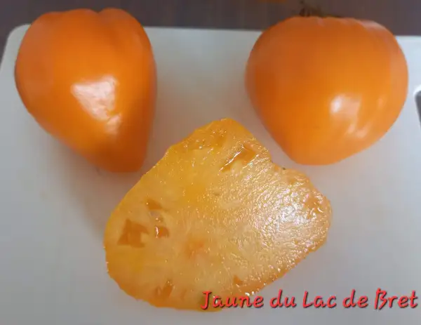 Tomaten: Jaune du Lac de Bret