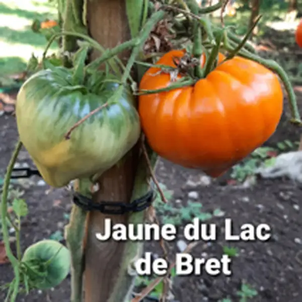 Tomaten: Jaune du Lac de Bret