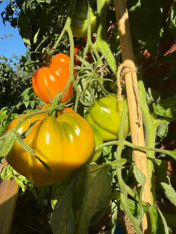 Tomaten: Jaune du Lac de Bret