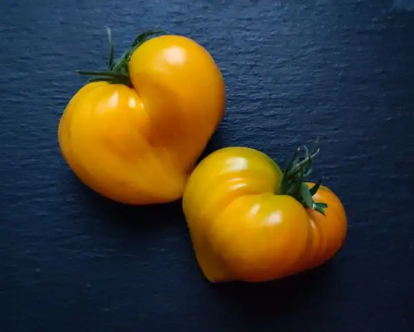 Tomaten: Jaune du Lac de Bret