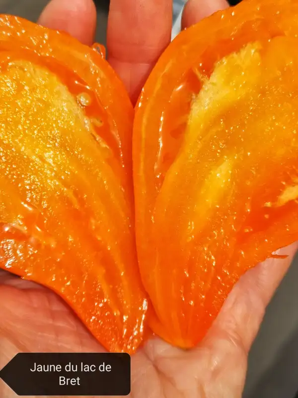 Tomaten: Jaune du Lac de Bret