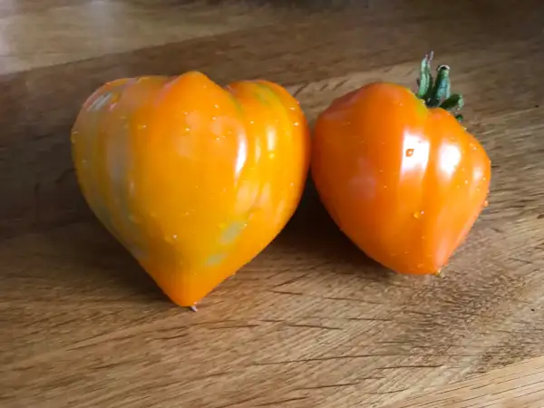 Tomaten: Jaune du Lac de Bret