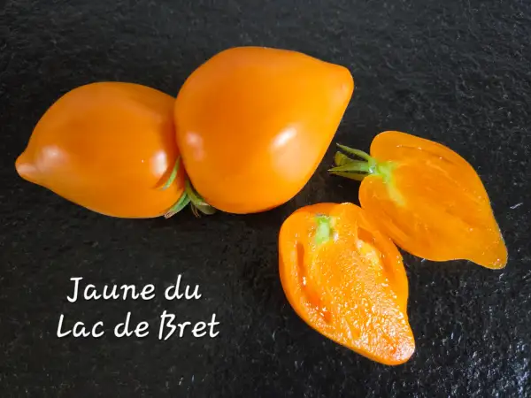 Tomaten: Jaune du Lac de Bret