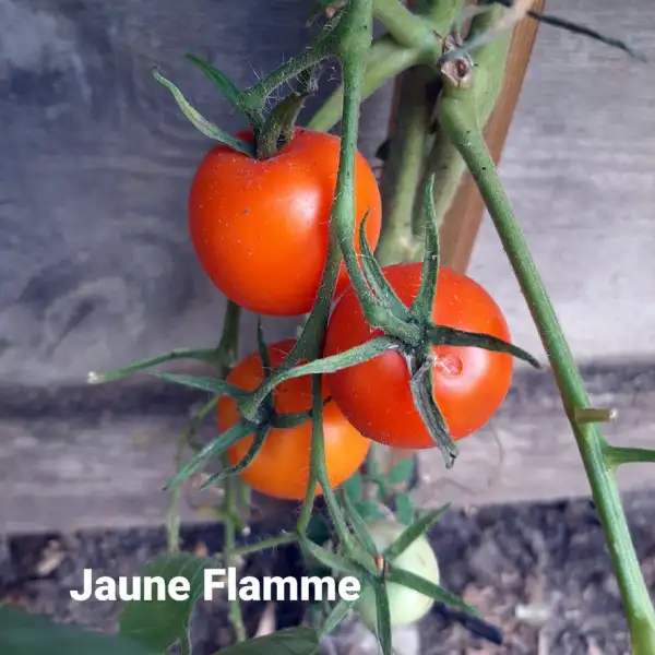 Tomaten: Jaune Flamme