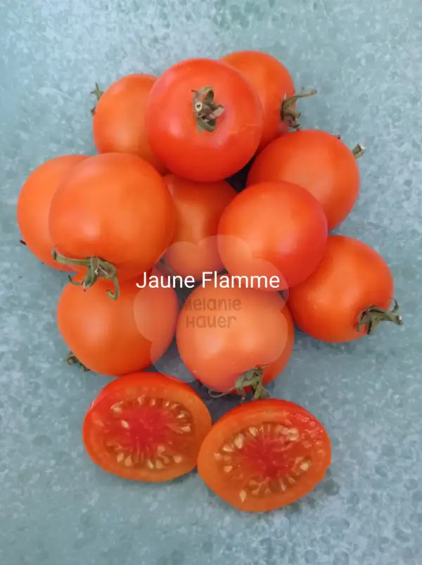 Tomaten: Jaune Flamme