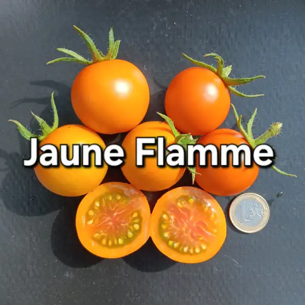 Tomaten: Jaune Flamme