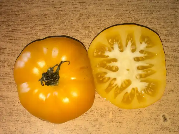 Tomaten: Jaune Negib