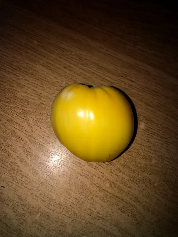 Tomaten: Jaune Ridée Dominique