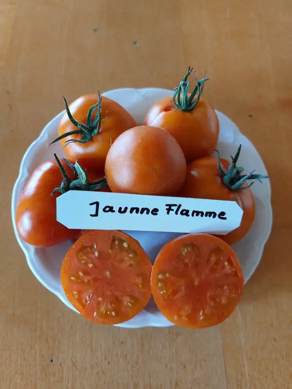 Tomaten: Jaunne Flamme