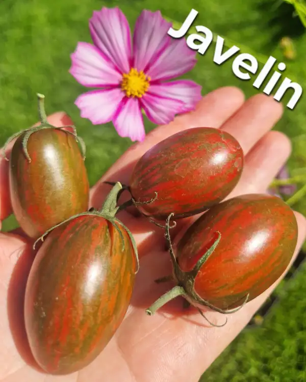 Tomaten: Javelin