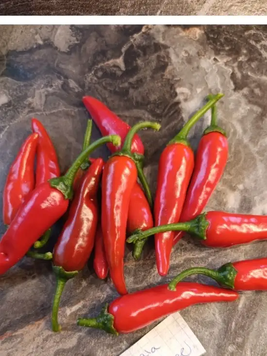 Chili / Paprika: Jawa Red Finger