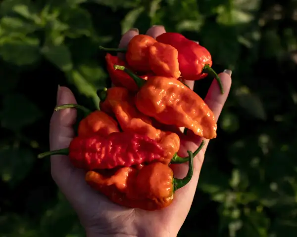 Chili / Paprika: Jay