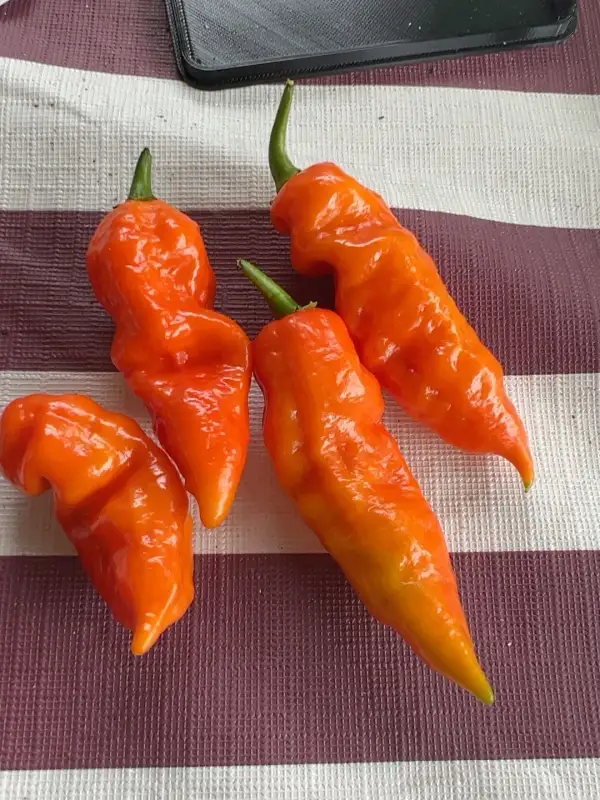 Chili: Jay’s Orange Ghost Scorpion
