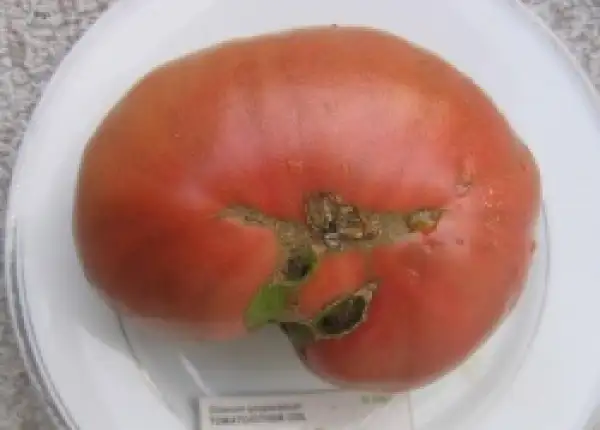 Tomaten: JD Special C Tex