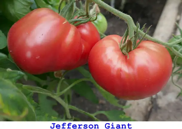 Tomaten: Jefferson Giant