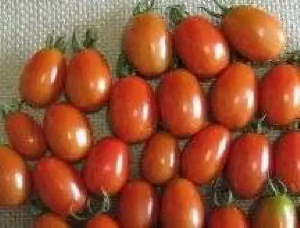 Tomaten: Jelly Bean