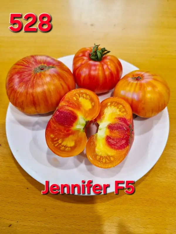 Tomaten: Jennifer