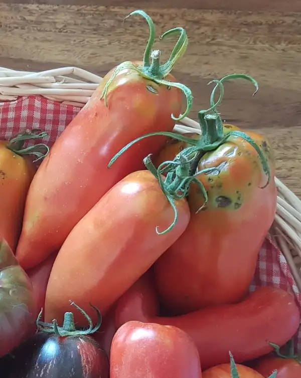 Tomaten: Jersey Devil