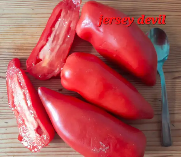 Tomaten: Jersey Devil