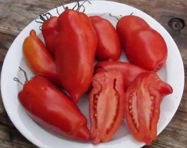 Tomaten: Jersey Devil