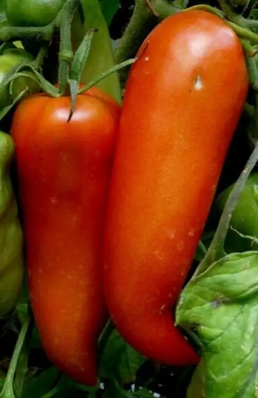 Tomaten: Jersey Devil