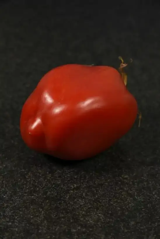 Tomaten: Jersey Giant