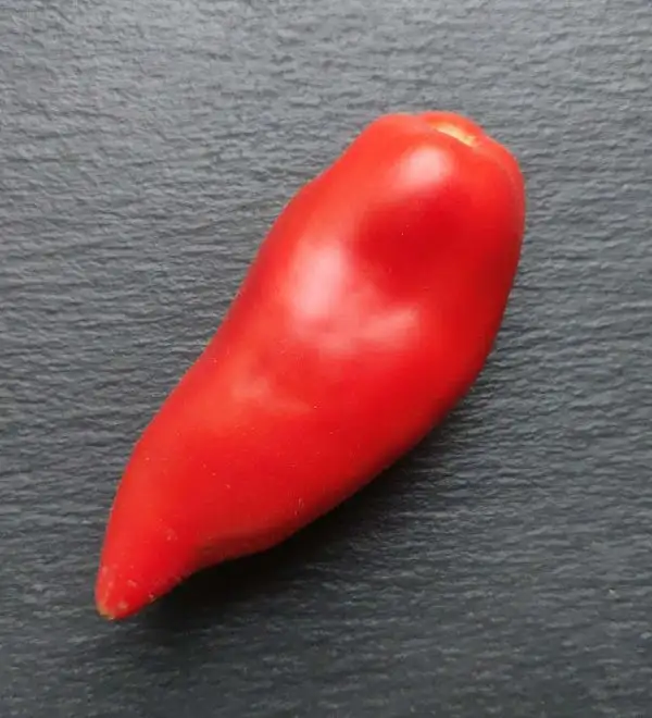 Tomaten: Jersey Giant Paste