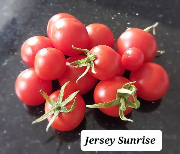 Tomaten: Jersey Sunrise