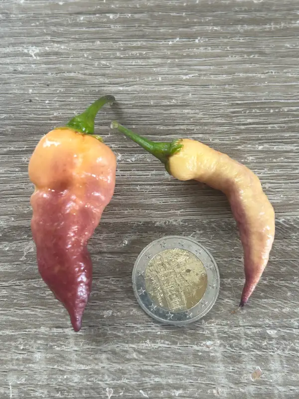 Chili: Jes‘s Purple Peach