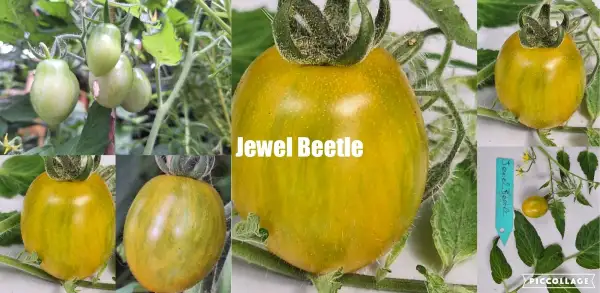 Tomaten: Jewel Beetle - Zwergtomate