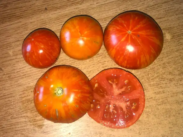 Tomaten: Jill in a Box