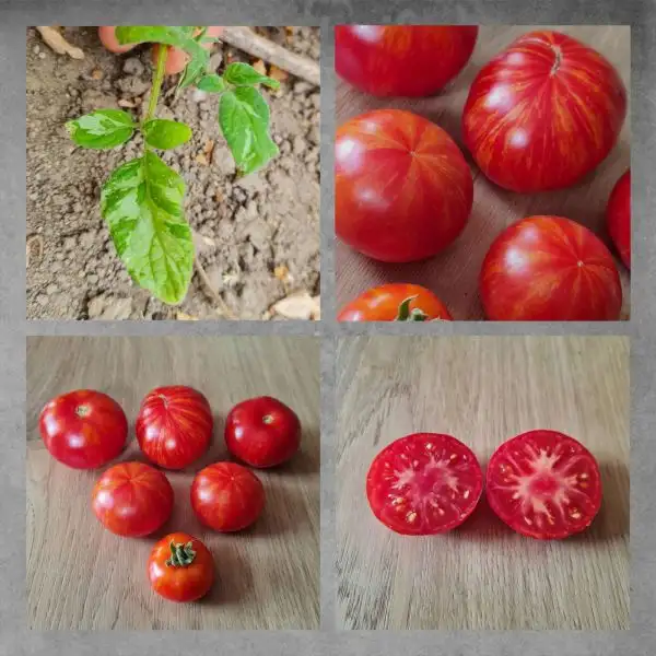 Tomaten: Jill in a Box