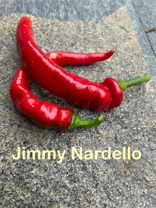 Chili / Paprika: Jimmy Nardello (unscharf)