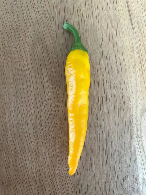 Paprika: Jimmy Nardello Yellow