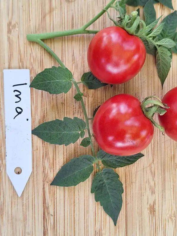 Tomaten: Jna - DDR/80cm