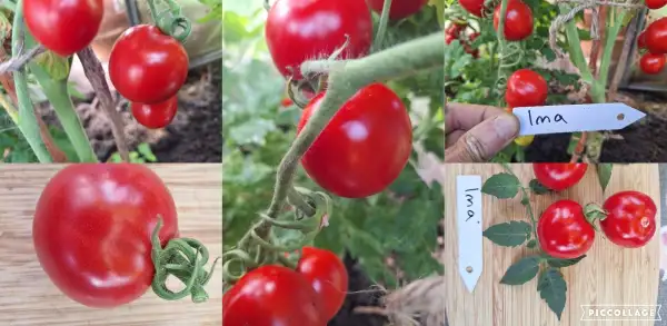 Tomaten: Jna - DDR/80cm
