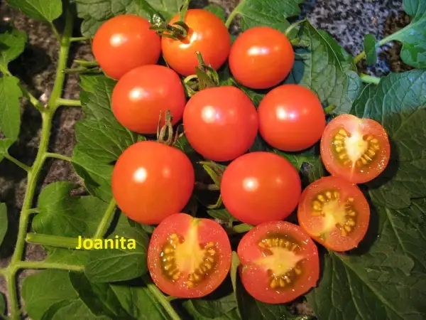 Tomaten: Joanita