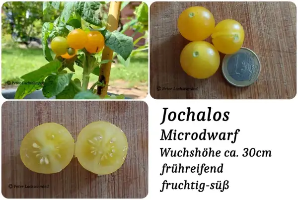 Tomaten: Jochalos