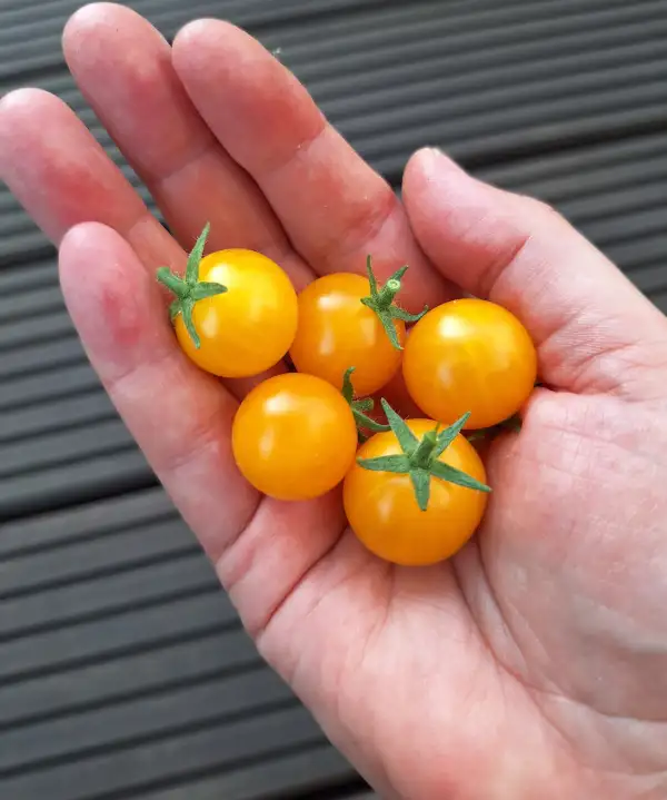 Tomaten: Jochalos