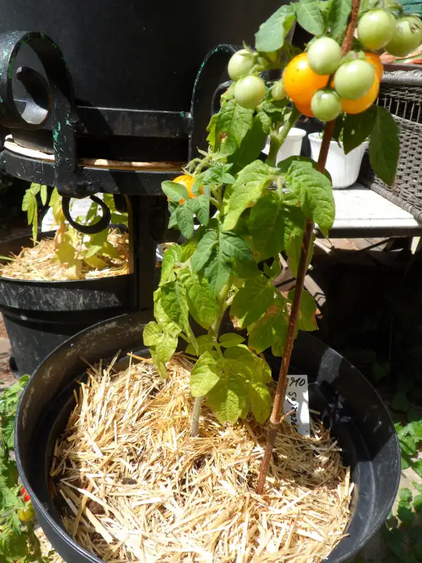 Tomaten: Jochalos ( Kat# 2910 )