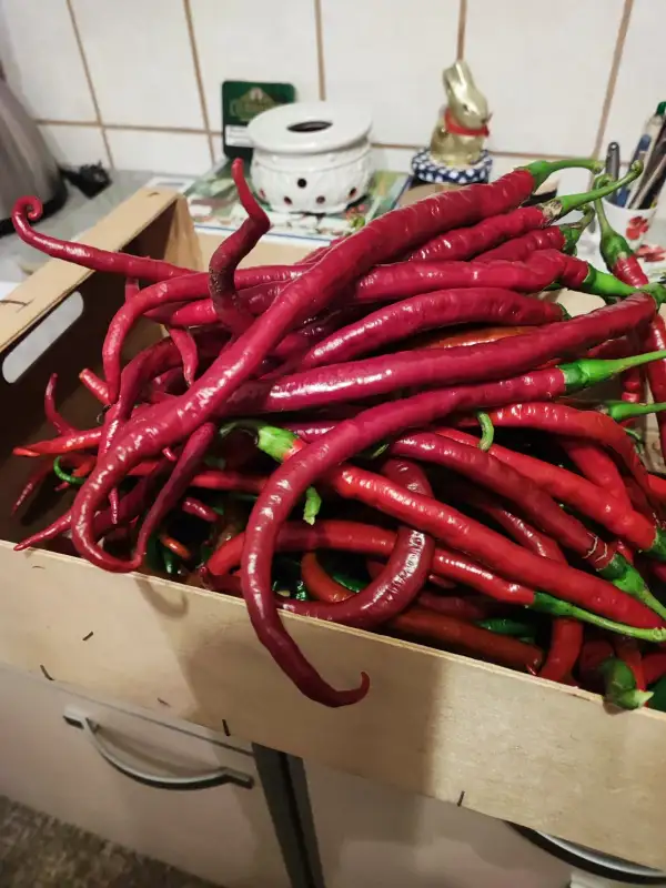 Chili / Paprika: Joe