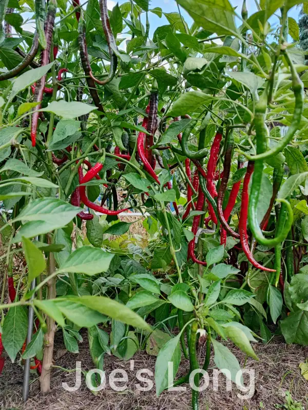 Chili: Joe