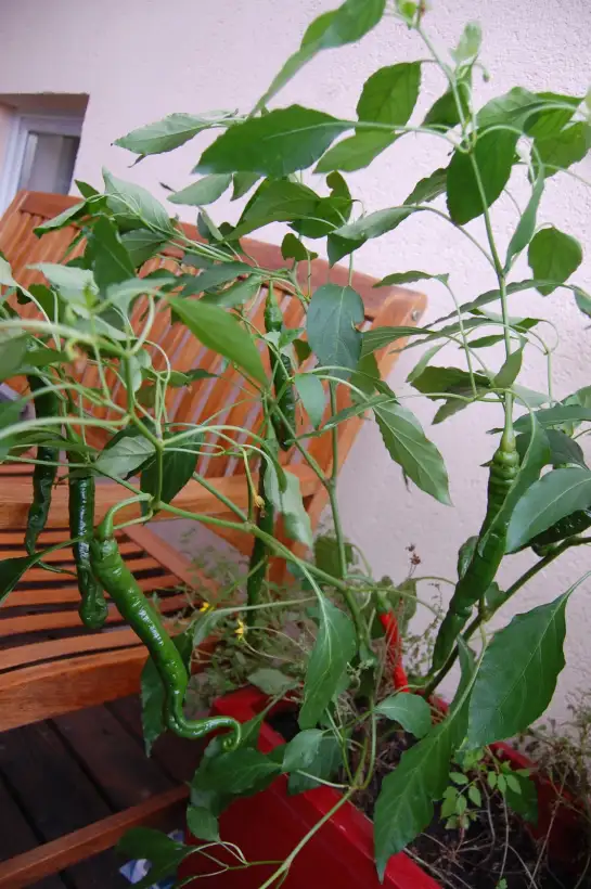 Chili / Paprika: Joe‘s Long Cayenne