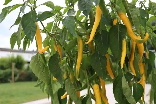 Chili / Paprika: Joe´s Long Cayenne Gelb